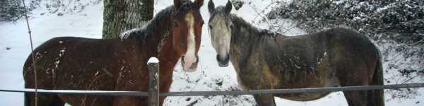 Les chevaux d'Albert